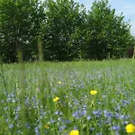 Blaumeise
