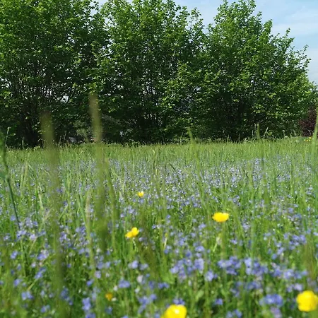 Blaumeise