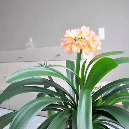 Blaumeise * Clausnitz